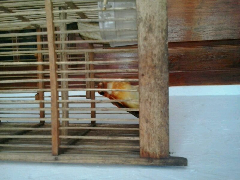 ini burung apa gan?