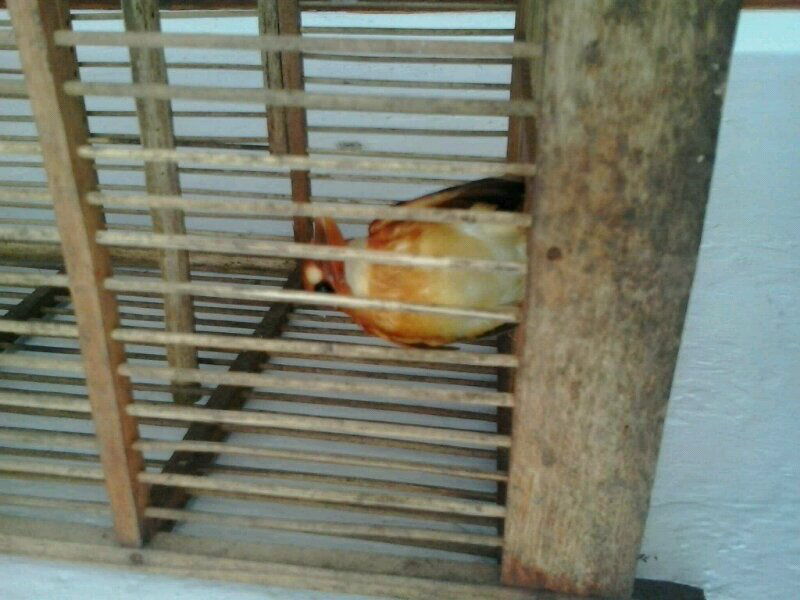 Ini burung apa gan?