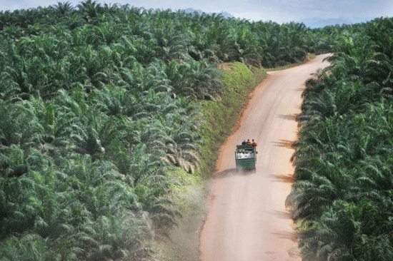 (Barbuk PICT) Wajah Hutan Kalimantan yang Sesungguhnya