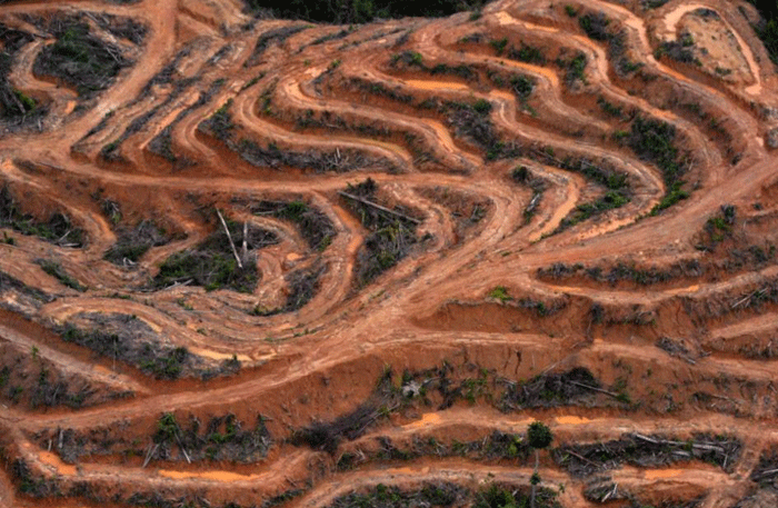 (Barbuk PICT) Wajah Hutan Kalimantan yang Sesungguhnya