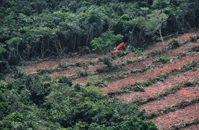 (Barbuk PICT) Wajah Hutan Kalimantan yang Sesungguhnya