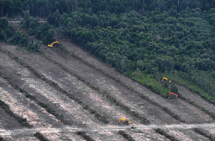 (Barbuk PICT) Wajah Hutan Kalimantan yang Sesungguhnya