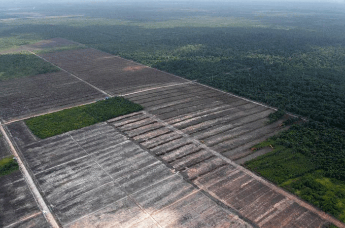 (Barbuk PICT) Wajah Hutan Kalimantan yang Sesungguhnya