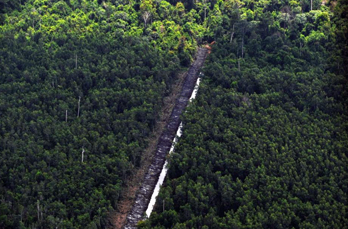 (Barbuk PICT) Wajah Hutan Kalimantan yang Sesungguhnya