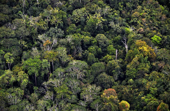 (Barbuk PICT) Wajah Hutan Kalimantan yang Sesungguhnya