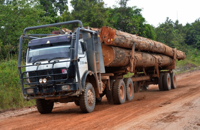 (Barbuk PICT) Wajah Hutan Kalimantan yang Sesungguhnya