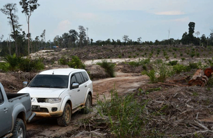 (Barbuk PICT) Wajah Hutan Kalimantan yang Sesungguhnya