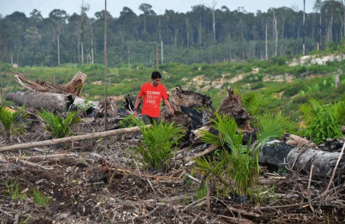 (Barbuk PICT) Wajah Hutan Kalimantan yang Sesungguhnya