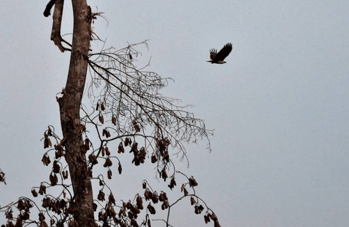 (Barbuk PICT) Wajah Hutan Kalimantan yang Sesungguhnya