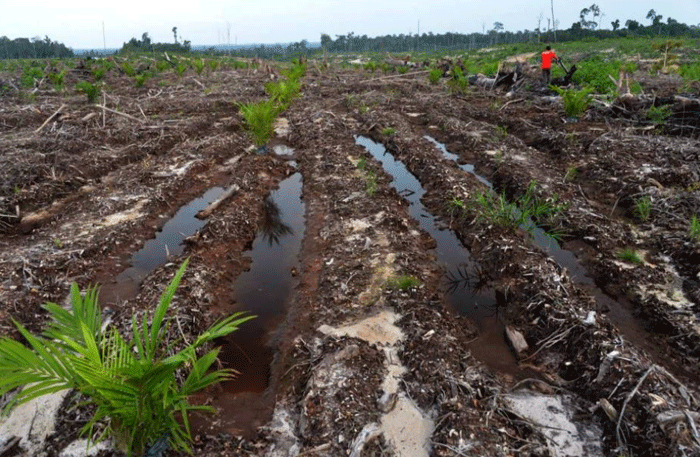 (Barbuk PICT) Wajah Hutan Kalimantan yang Sesungguhnya