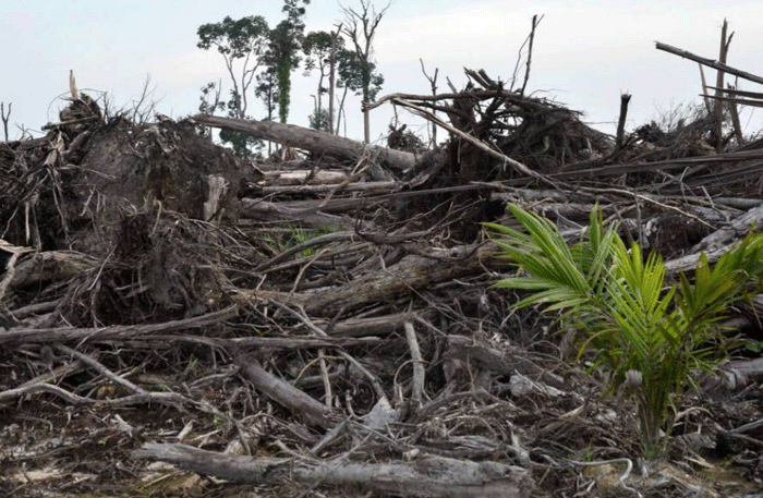 (Barbuk PICT) Wajah Hutan Kalimantan yang Sesungguhnya