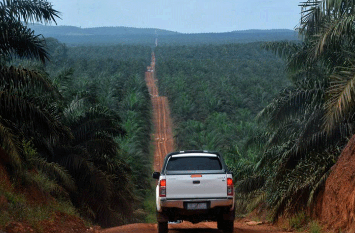 (Barbuk PICT) Wajah Hutan Kalimantan yang Sesungguhnya