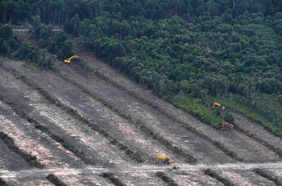 Hutan Kalimantan yang sesungguhnya