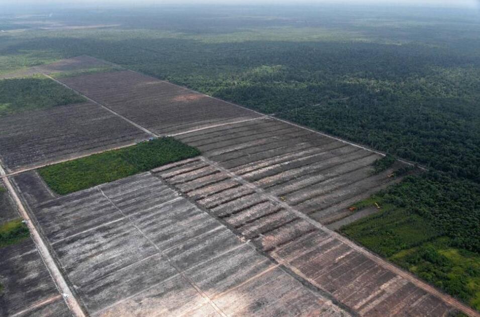 Hutan Kalimantan yang sesungguhnya