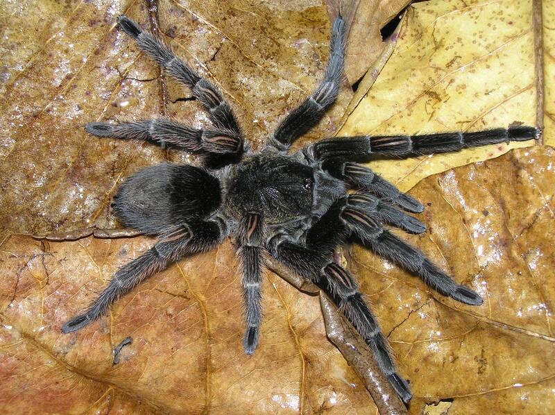 Racun Tarantula Berpotensi Jadi Pereda Nyeri