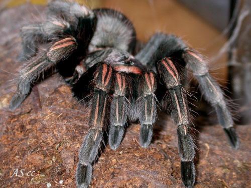 Racun Tarantula Berpotensi Jadi Pereda Nyeri