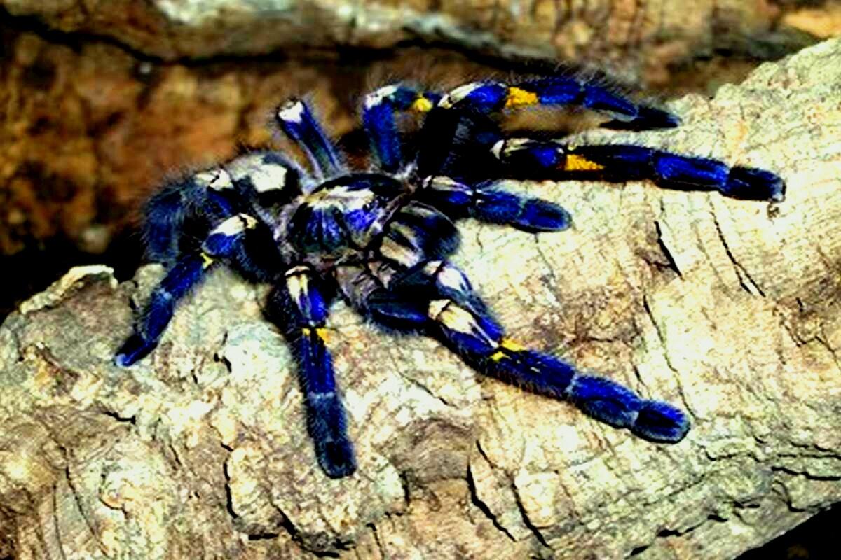 Racun Tarantula Berpotensi Jadi Pereda Nyeri