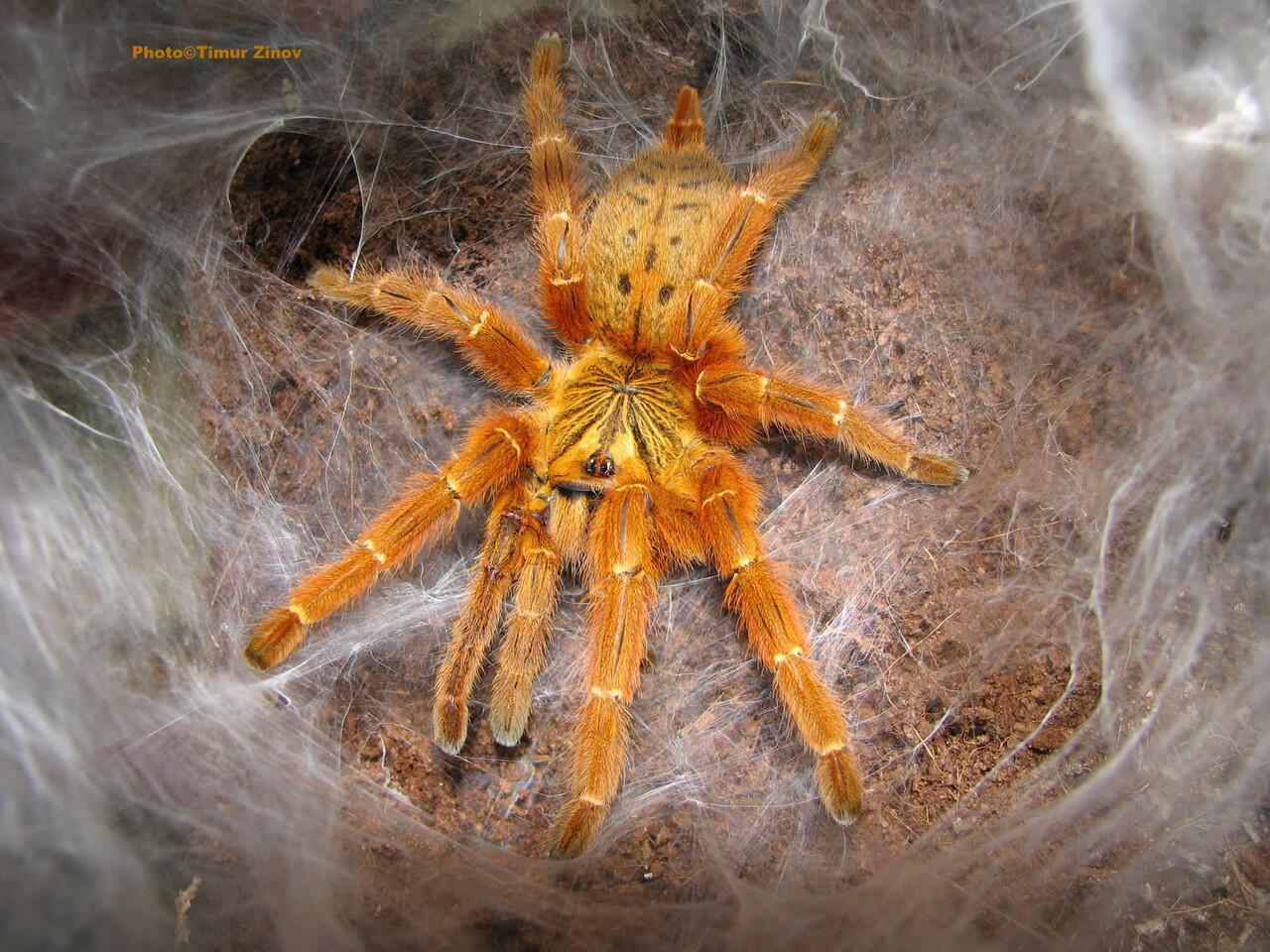 Racun Tarantula Berpotensi Jadi Pereda Nyeri