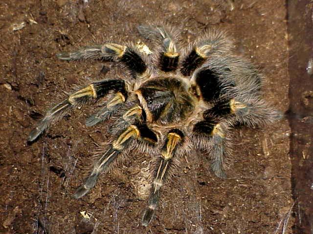 Racun Tarantula Berpotensi Jadi Pereda Nyeri