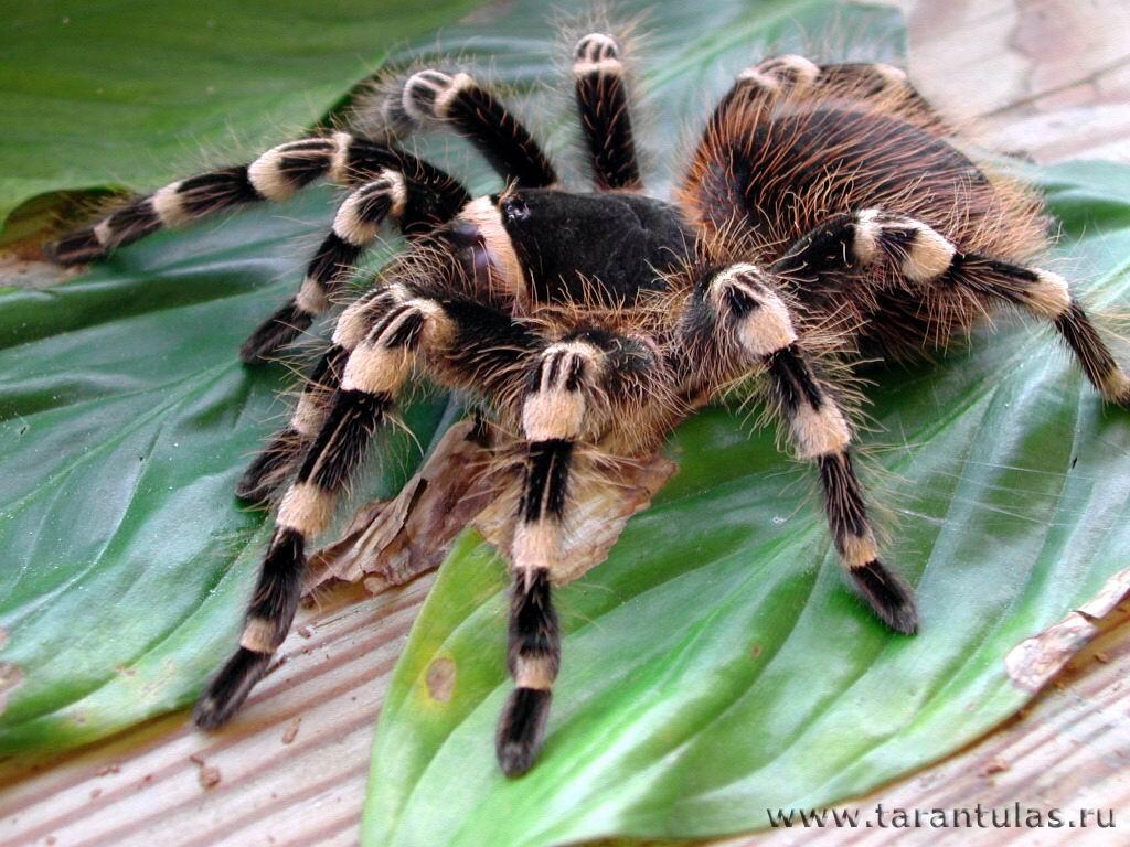 Racun Tarantula Berpotensi Jadi Pereda Nyeri