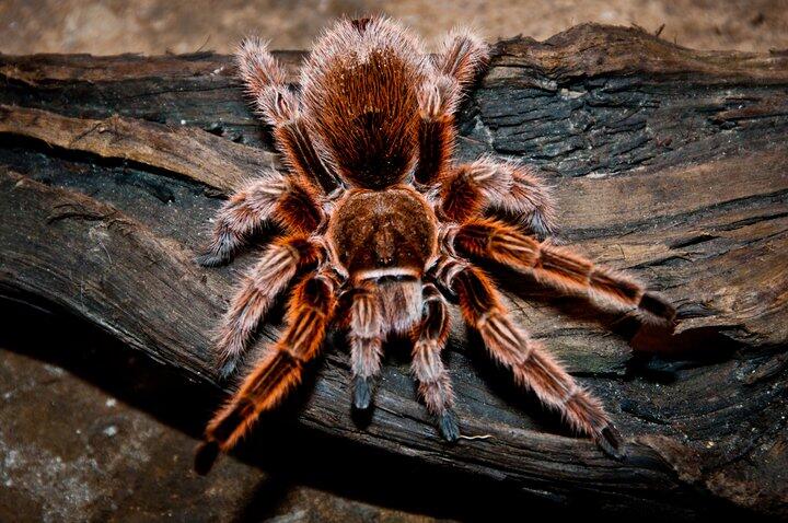 Racun Tarantula Berpotensi Jadi Pereda Nyeri