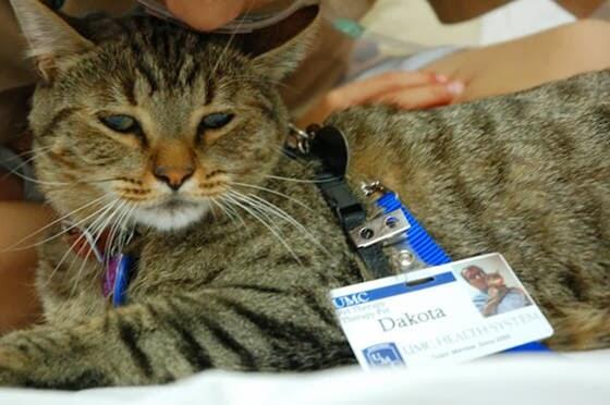 &quot;Dakota&quot; Kucing Yang Menjadi Dokter di Rumah Sakit