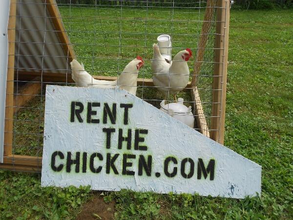 Rental Ayam $ 350 di Pennsylvania US (16,7 ++)