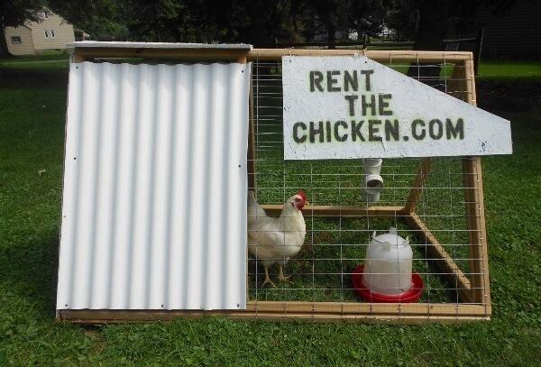Rental Ayam $ 350 di Pennsylvania US (16,7 ++)