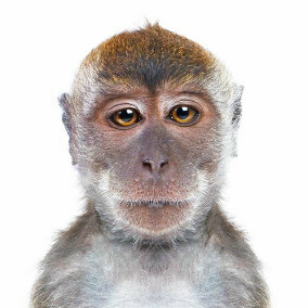 hewan yg mirip dengan manusia