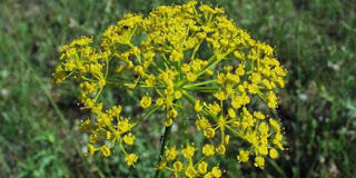 TUMBUHAN BERACUN NAN BERMANFAAT