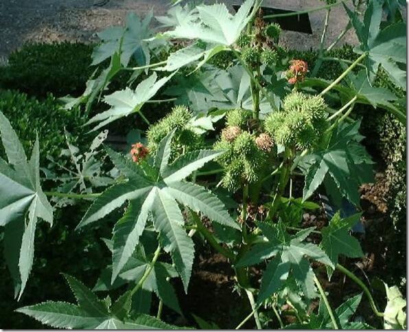 TUMBUHAN BERACUN NAN BERMANFAAT