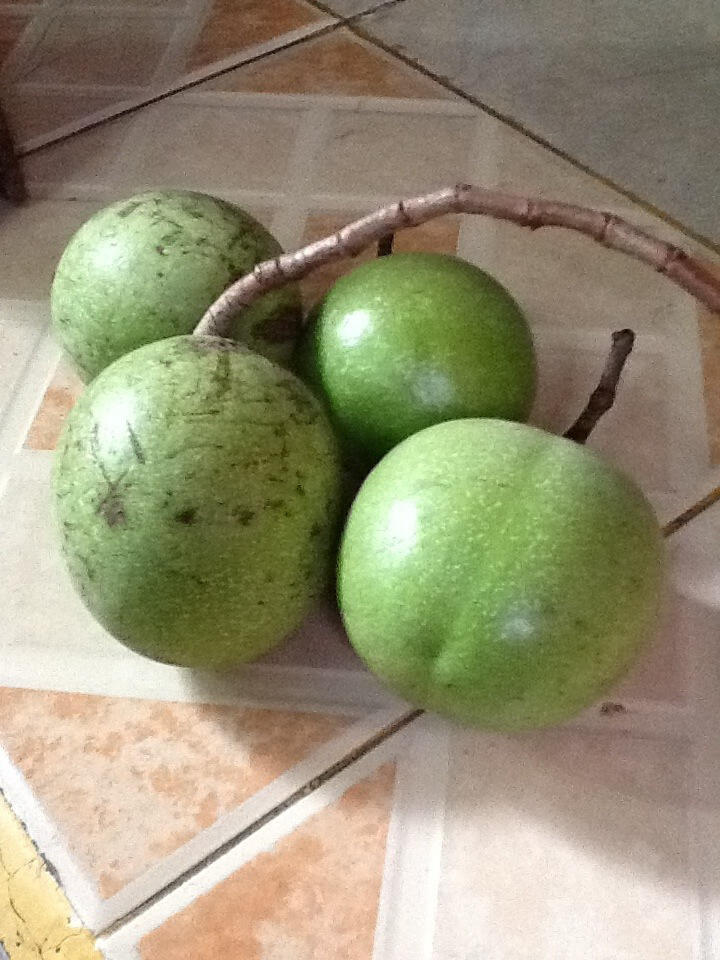 TUMBUHAN BERACUN NAN BERMANFAAT