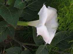 TUMBUHAN BERACUN NAN BERMANFAAT