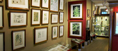 Yuk, Intip Museum Ganja di Belanda!
