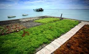 Rumput laut bisa menyelesaikan persoalan-persoalan berat manusia