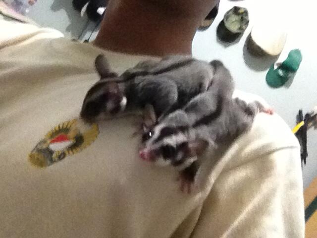 Sepasang Sugar Glider CB Mumer