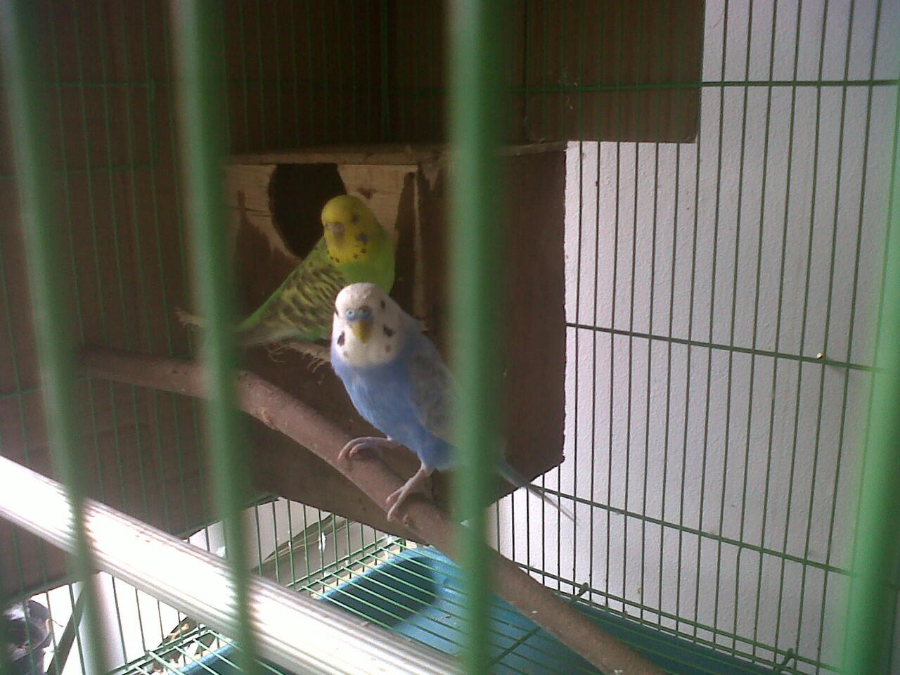 Terjual Sepasang Parkit Plus Bonus Burung Murah Bekasi Kaskus