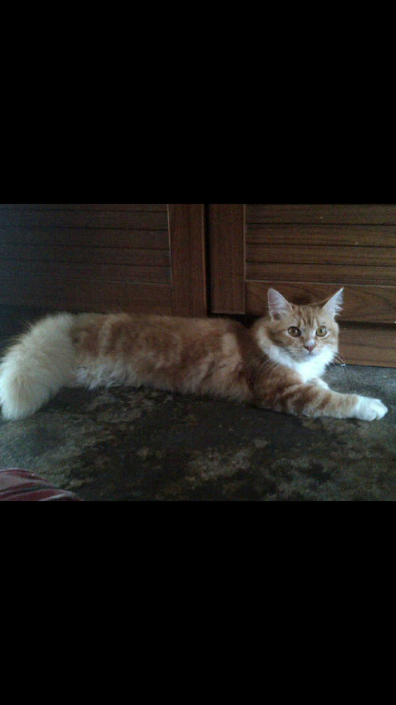 dibadan kucing ini ada lafadz Allah gan.. (+pict)