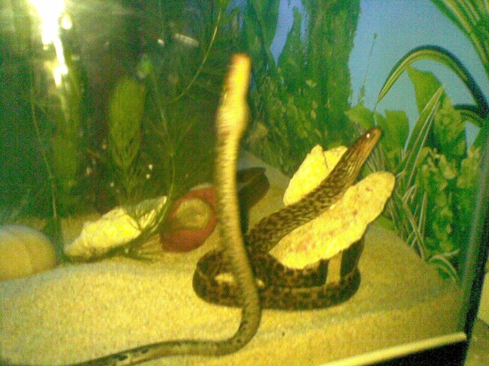 tiger eel