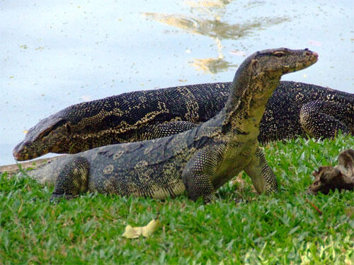 Daging Biawak, Halal?