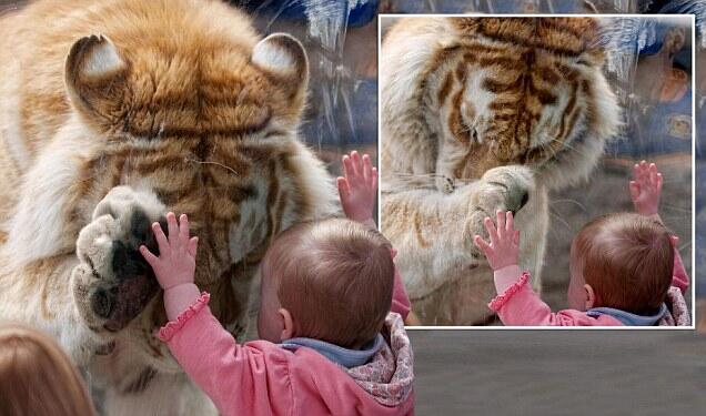 Ikatan Bayi dengan Harimau ( Harimaunya Sayang Bayi Manusia gan ) ...?