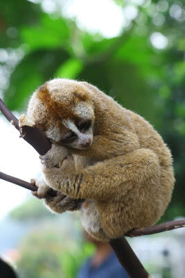 10 Binatang Langka yang Masih Diburu