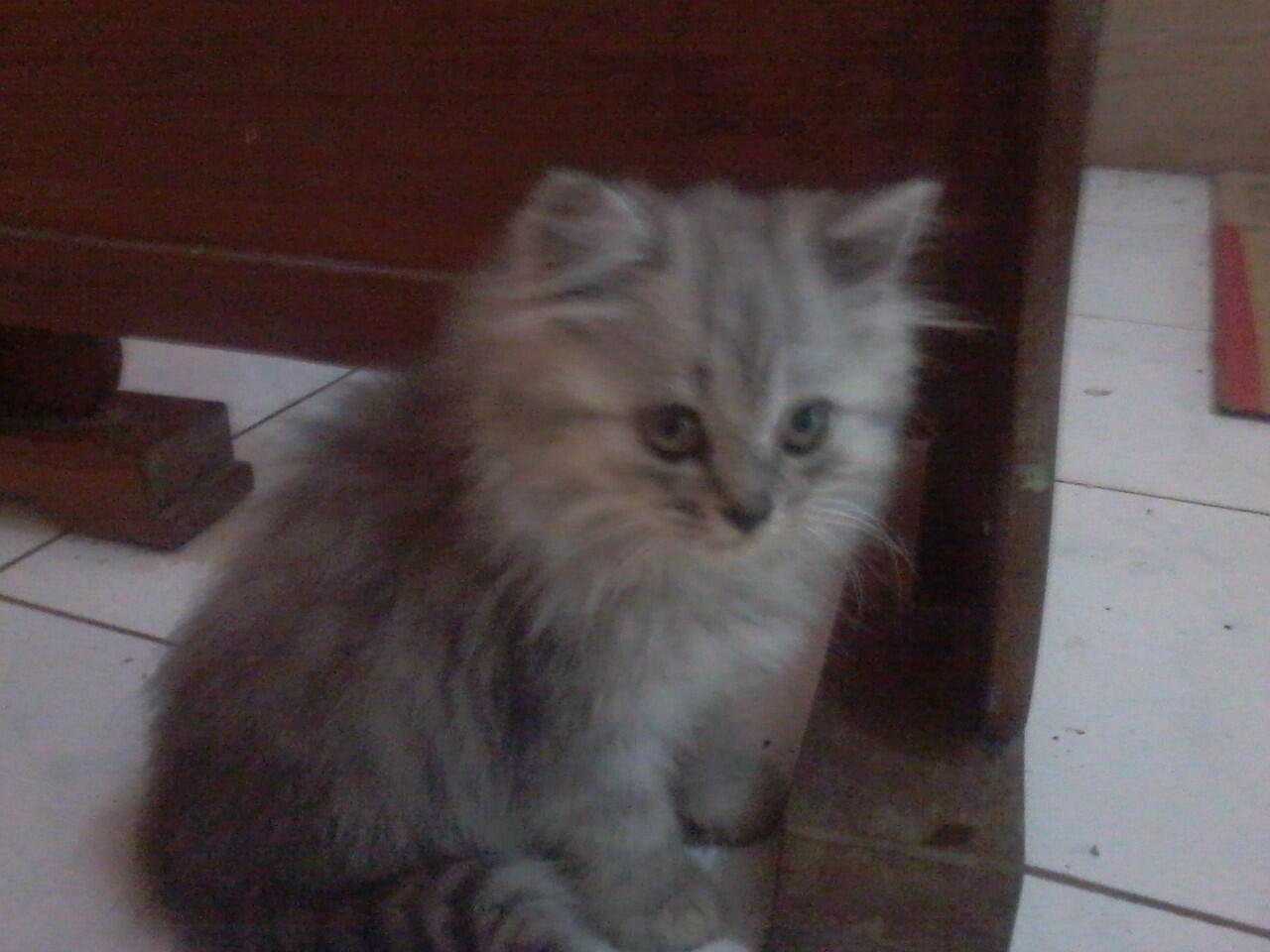 Terjual Kucing Kitten Persia Abu Abu Bisa Barter Tukar Hp Kaskus