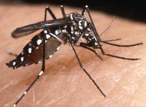 Alasan Nyamuk Suka Terbang Di Deket Telinga Gan :D 