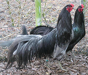 18 Jenis Ayam Hias