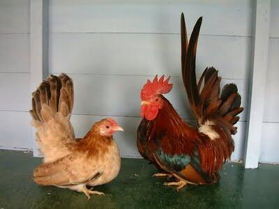 18 Jenis Ayam Hias