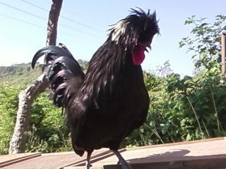 18 Jenis Ayam Hias