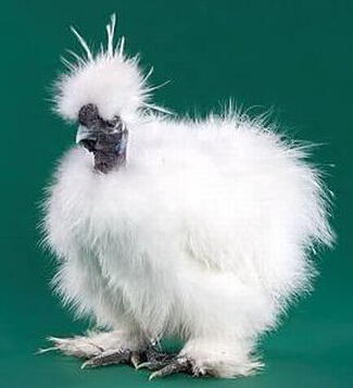18 Jenis Ayam Hias