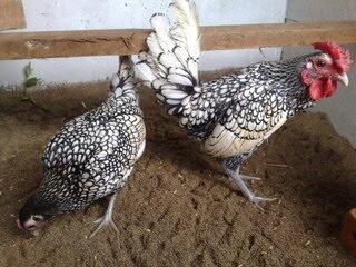 18 Jenis Ayam Hias