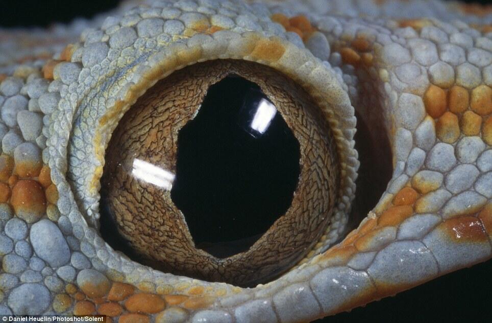 У змей веки срастаются. Глаза змеи. Глаз геккона. Зрачки геккона. Глаз ящерицы.